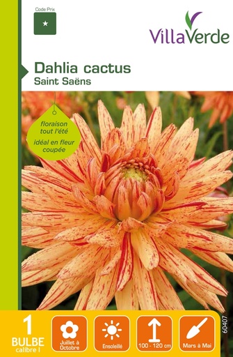[3A-0035V6] Bulbe dahlia cactus saint saëns VILLAVERDE - 1 bulbe calibre 1