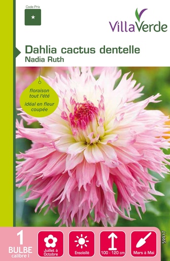 [3A-0035V7] Bulbe dahlia cactus dentelle nadia ruth VILLAVERDE - 1 bulbe