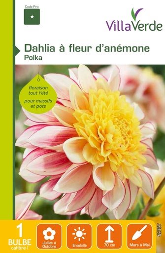 [3A-0035VI] Bulbe dahlia à fleur d'anémone polka VILLAVERDE - 1 bulbe calibre 1