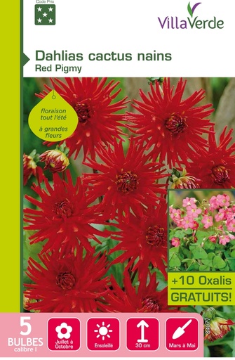 [3A-0035W3] Bulbes dahlias cactus nains red pigmy VILLAVERDE - 5 bulbes calibre 1