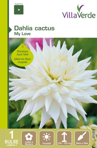 [3A-001PES] Bulbe dahlia cactus my love VILLAVERDE - 1 bulbe calibre 1