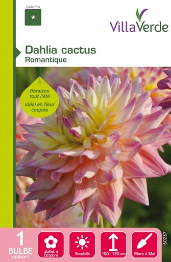 [3A-001PEV] Bulbe dahlia cactus romantique VILLAVERDE - 1 bulbe calibre 1 