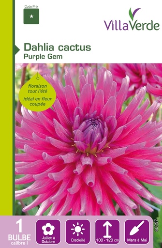 [3A-001PEW] Bulbe dahlia cactus purple gem VILLAVERDE - 1 bulbe calibre 1