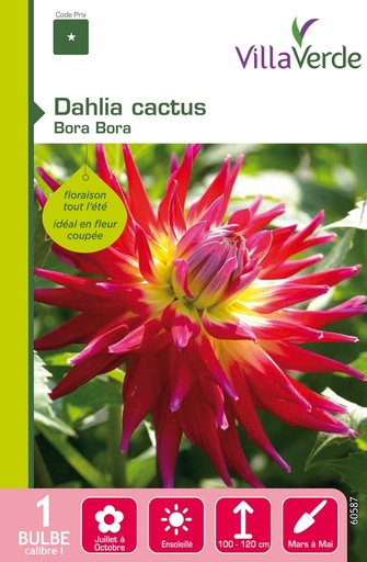 [3A-001PEX] Bulbe dahlia cactus bora bora VILLAVERDE - 1 bulbe calibre 1 