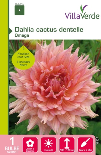 [3A-001PEZ] Bulbe dahlia cactus dentelle omega VILLAVERDE - 1 bulbe calibre 1