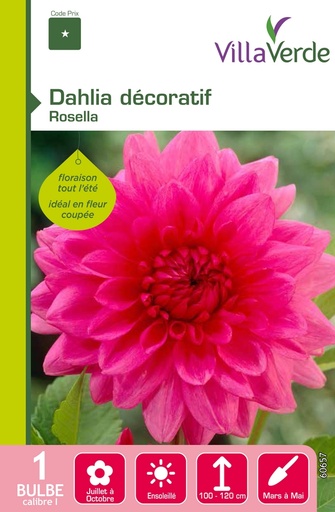 [3A-001PF3] Bulbe dahlia décoratif rosella VILLAVERDE - 1 bulbe calibre 1