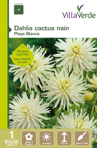 [3A-001PFT] Bulbe dahlia cactus nain playa blanca VILLAVERDE - 1 bulbe calibre 1