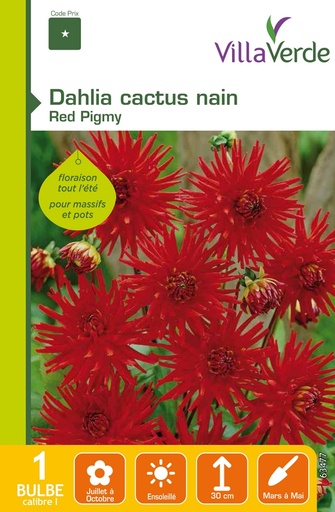 [3A-001PFV] Bulbe dahlia cactus nain red pigmy VILLAVERDE - 1 bulbe calibre 1