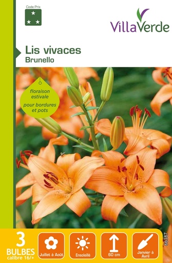 [3A-001PGA] Bulbes lis vivaces brunello VILLAVERDE - 3 bulbes calibre 16/+