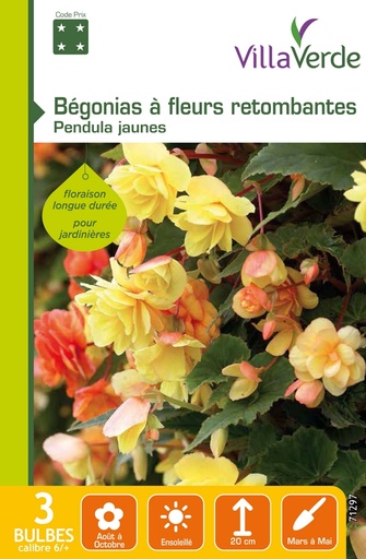 [3A-001PGJ] Bulbes bégonias à fleurs retombantes pendula jaunes VILLAVERDE - 3 bulbes calibre 6/+