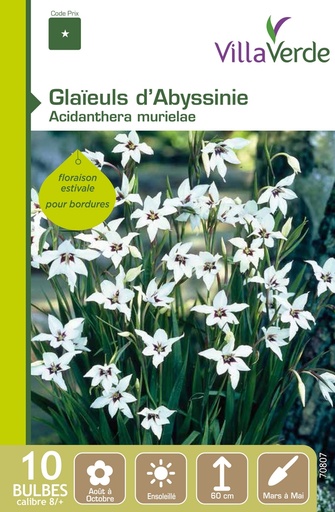 [3A-001PGL] Bulbes glaïeuls d'abyssinie acidanthera murielae VILLAVERDE - 10 bulbes calibre 8/+