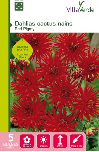 [3A-001PH8] Bulbes dahlias cactus nains red pigmy VILLAVERDE - 5 bulbes calibre 1